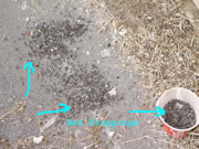 Allstate Animal Control, bat guano